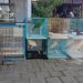Keeping 24 Protected Bird Species, a Man Arrested in Kuta
