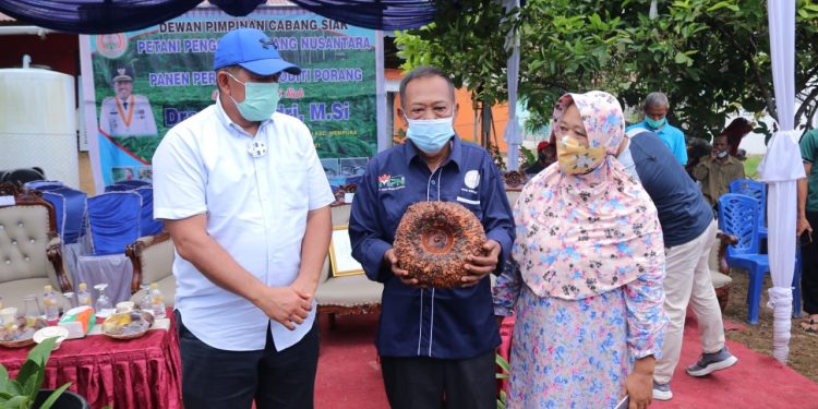 Alfedri Optimistic that Porang Can be Thrive in Siak Regency