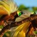 The Bird of Paradise from Indonesia
