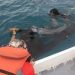 Indonesian Officials are Facing a New Wave of Criticism to Relocate the Dolphins Rescued