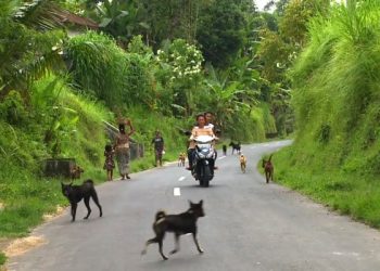 The Bali Dog, a Symbol of Heritage by Local Activists and Rescuers Alike