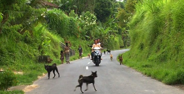 The Bali Dog, a Symbol of Heritage by Local Activists and Rescuers Alike