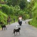 The Bali Dog, a Symbol of Heritage by Local Activists and Rescuers Alike