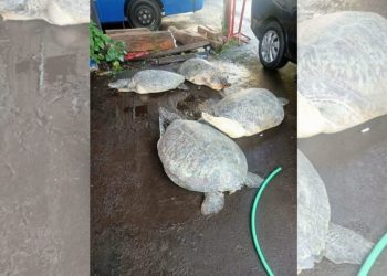 Keeping Endangered Green Turtles for Sale, a Housewife in West Bali Arrested