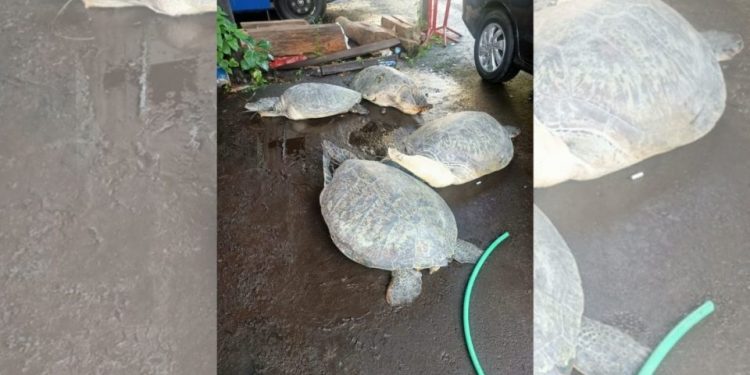 Keeping Endangered Green Turtles for Sale, a Housewife in West Bali Arrested