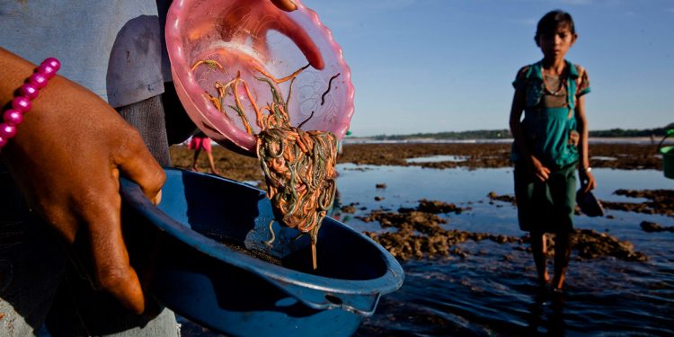 The Bau Nyale Festival, a Tradition of Capturing Sea Worms