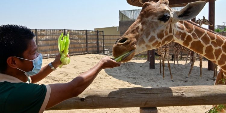 Through Safari Park, Indonesians Getting Education About on Animal Welfare
