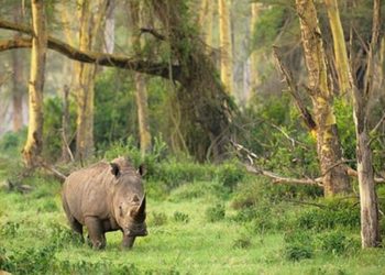 To Prevent the Covid-19 Transmission, Ujung Kulon National Park Off-Limits for Tourists for 14 Days