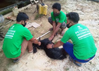 BAZNAS Siak Livestock Center Fills the Orders for Processed Meat Dishes