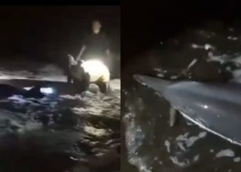 Stranded, 13 Dolphins on Bali Beach Rescued