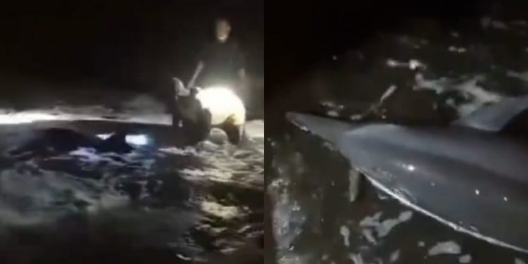 Stranded, 13 Dolphins on Bali Beach Rescued