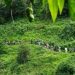 Ecotourism, a Green Economy to Boost Indonesia’s Economic Revival During Pandemic