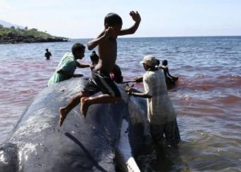 Story of Fishermen from the Small Whaling Village of Lamalera