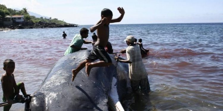 Story of Fishermen from the Small Whaling Village of Lamalera