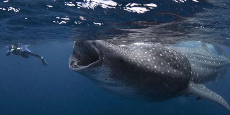 A Diver Fell Into the Mouth of a Whale and Survived