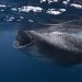 A Diver Fell Into the Mouth of a Whale and Survived