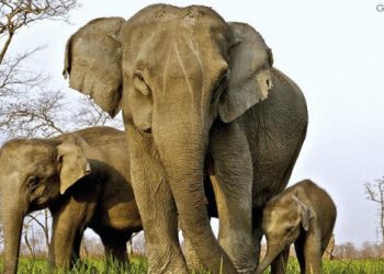 India Investigation the Cause of the Mass Death of Elephants in the Protected Forest