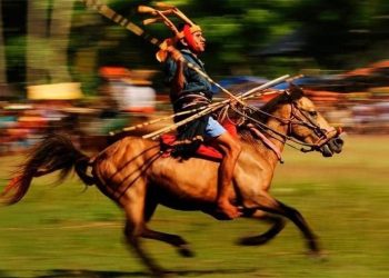 A Ride to Heaven: The Reason Why Sumba Loves the Sandalwood Pony