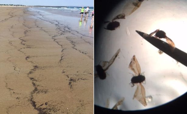 Millions of Unknown Insects Washed Up on the Beach