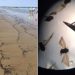 Millions of Unknown Insects Washed Up on the Beach