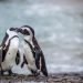 A couple of Gay Penguins Stole Balls from Lesbian Penguins