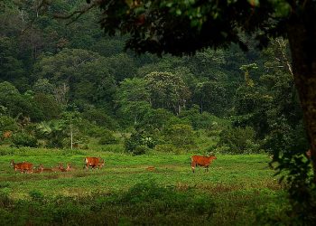 The Amazing of Alas Purwo National Park