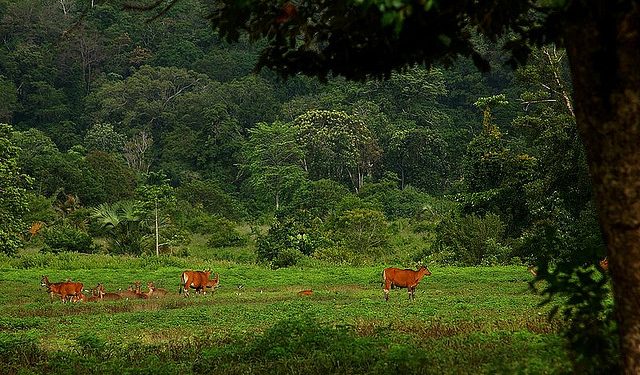 The Amazing of Alas Purwo National Park