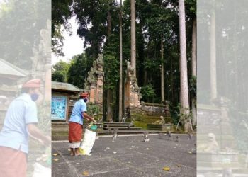 So Sad, Hundreds of Monkeys in Bali Face Threat of Hunger