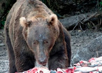 Wanita Cantik Ini Tewas Dimakan Seekor Beruang Liar Setelah Tersesat di Sebuah Hutan Saat Akan Menghadiri Pernikahan
