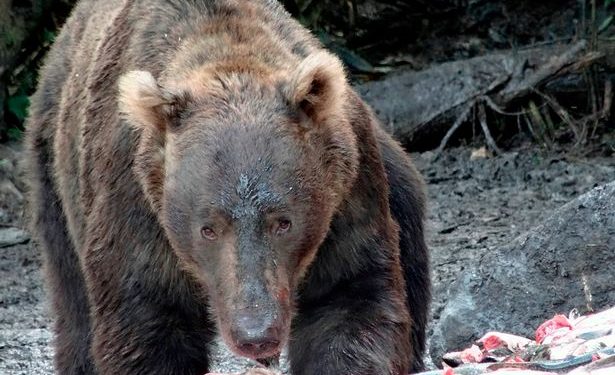 Wanita Cantik Ini Tewas Dimakan Seekor Beruang Liar Setelah Tersesat di Sebuah Hutan Saat Akan Menghadiri Pernikahan