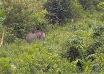 Gajah Dari Jambi Masuk Inhil, Satu Orang Warga Luka-luka