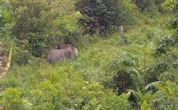 Gajah Dari Jambi Masuk Inhil, Satu Orang Warga Luka-luka