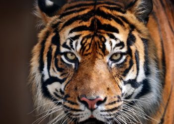 Seekor Harimau Memakan Manusia Setelah Menyeretnya Keluar Dari Toilet, Pakaian dan Sisa Tubuh Berserakan di Lantai