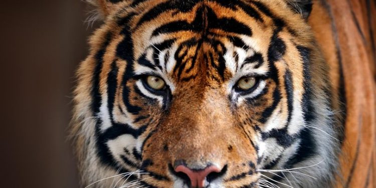 Seekor Harimau Memakan Manusia Setelah Menyeretnya Keluar Dari Toilet, Pakaian dan Sisa Tubuh Berserakan di Lantai