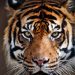 Seekor Harimau Memakan Manusia Setelah Menyeretnya Keluar Dari Toilet, Pakaian dan Sisa Tubuh Berserakan di Lantai