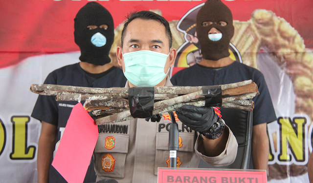 Hanya Ingin Bertahan Hidup, 2 Pria Ditahan akibat Curi Kayu Manis Milik Perhutani