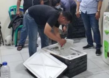 Hendak Selundupkan 65 Ribu Benih Lobster ke Vietnam, Warga Inhil Diringkus Polisi