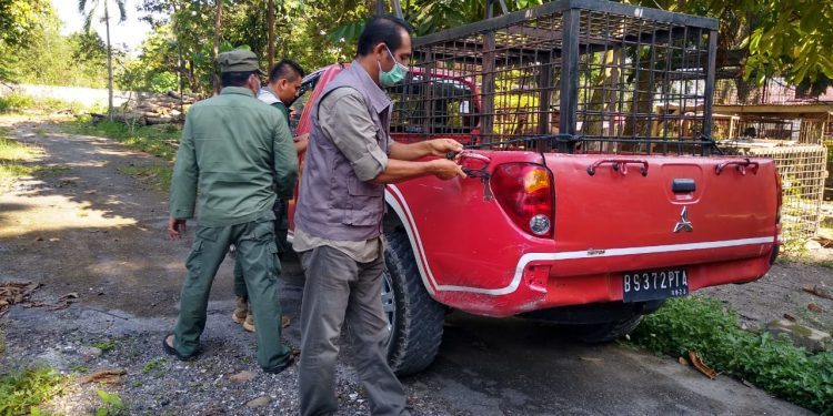 Pasca Pemuda Desa Teluk lanus Siak Diterkam Harimau, BBKSDA Riau Pasang Perangkap di Lokasi Kejadian