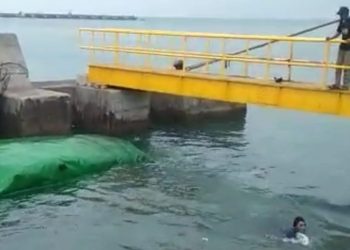 Human Error, Truk Engkel Bermutan Pakan Ternak Terjun ke Laut