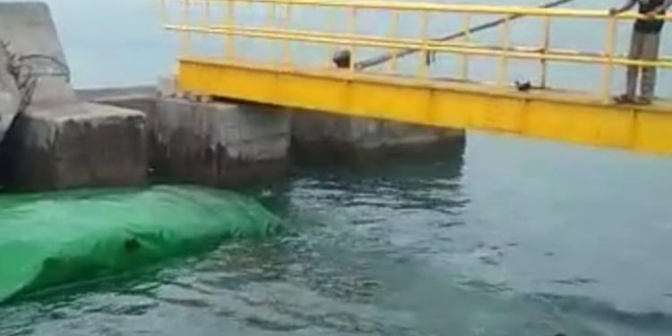 Human Error, Truk Engkel Bermutan Pakan Ternak Terjun ke Laut