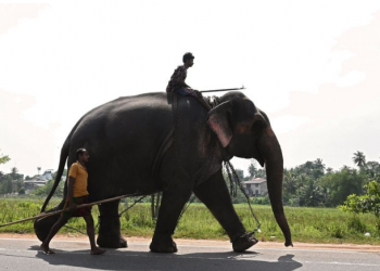 Berlakukan Undang-undang Perlindungan Baru, Sri Lanka Larang Warga Menunggangi Gajah Dalam Kondisi Mabuk