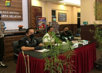Tanam Ganja di Rumah Hingga 6 Pot, Seorang Pria Dicokok Polisi