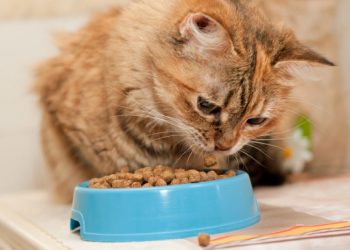 Ratusan Kucing Terkena Penyakit Pembunuh, Diduga Terkait Dengan Makanan Hewan Peliharaan