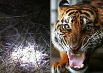 Jasad Ditemukan Tanpa Kepala, Remaja di Siak Diduga Diterkam Harimau/Lina