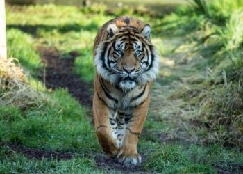 Saat Berada di Pondok, Seorang Remaja di Siak Diterkam Harimau