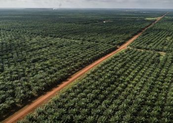 Bupati Sorong Papua Barat Digugat Perusahaan Sawit Akibat Pencabutan Izin Operasional