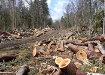 Sejumlah Saksi Diperiska, Polisi Terus Usut Kasus Ilog Batang Lipai Siabu Kuansing