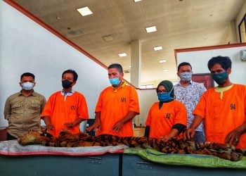 Empat Pelaku Perdagangan Kulit Harimau Sumatera diamankan BBKSDA dan Polda Riau di Kubang Kampar