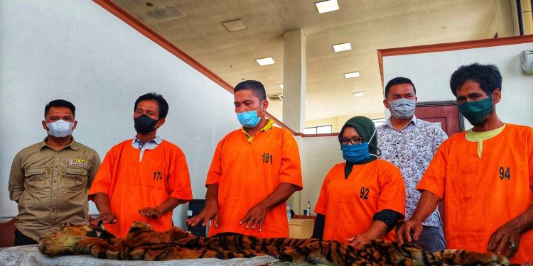 Empat Pelaku Perdagangan Kulit Harimau Sumatera diamankan BBKSDA dan Polda Riau di Kubang Kampar
