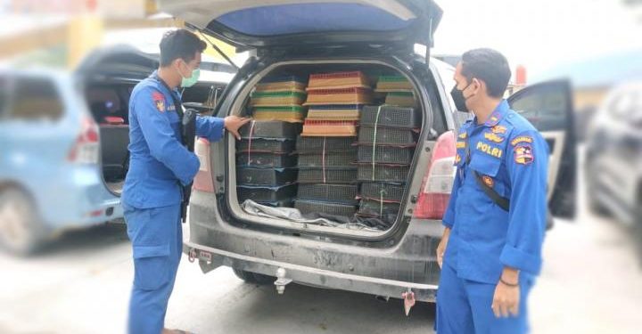 Ditpolair Korpolairud Baharkam Polri Gagalkan Perdagangan Ribuan Burung Kacer di Sungai Apit